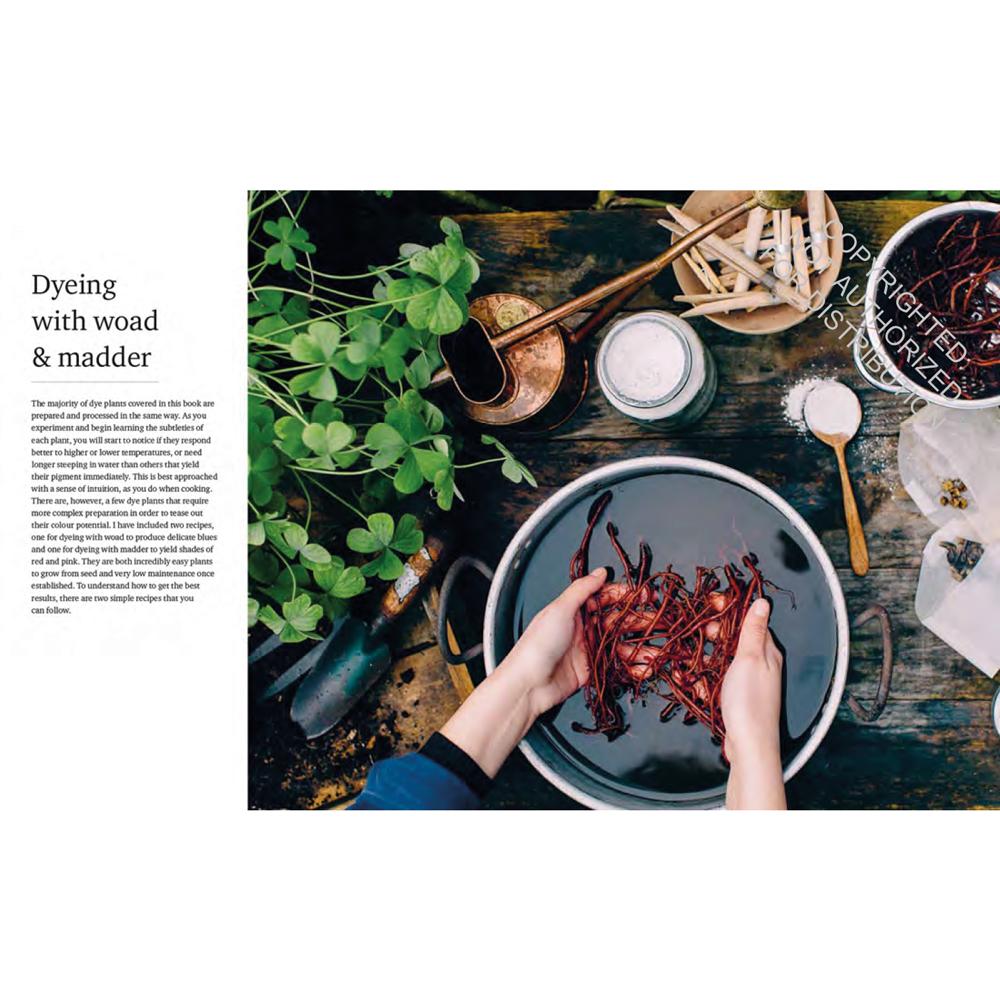 The Wild Dyer - Abigail Booth